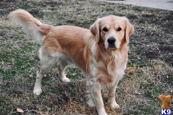 Golden Retriever stud dog