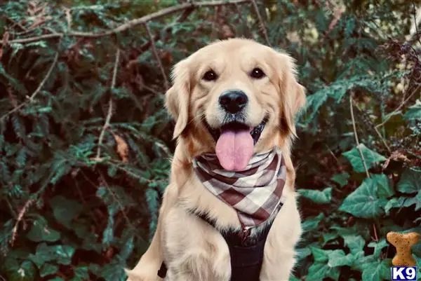 Golden Retriever stud dog