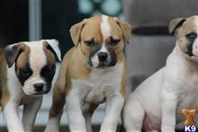 american bulldog puppy posted by christie9416