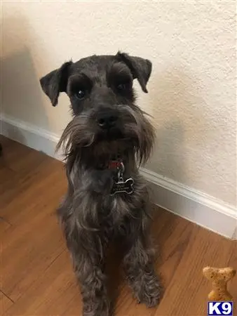 Miniature Schnauzer stud dog