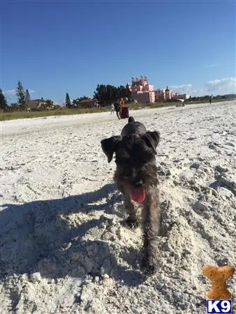 Miniature Schnauzer stud dog