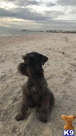 Miniature Schnauzer stud dog