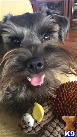 Miniature Schnauzer stud dog