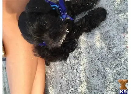 Miniature Schnauzer