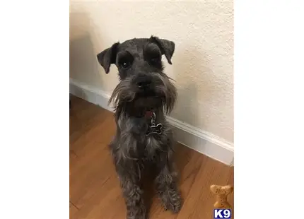 Miniature Schnauzer