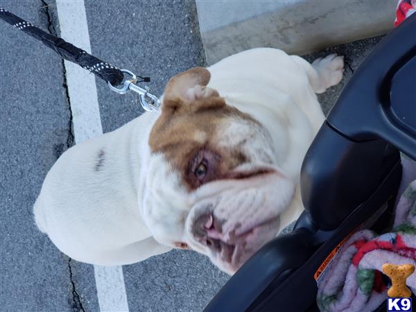 a english bulldog dog lying on a chair