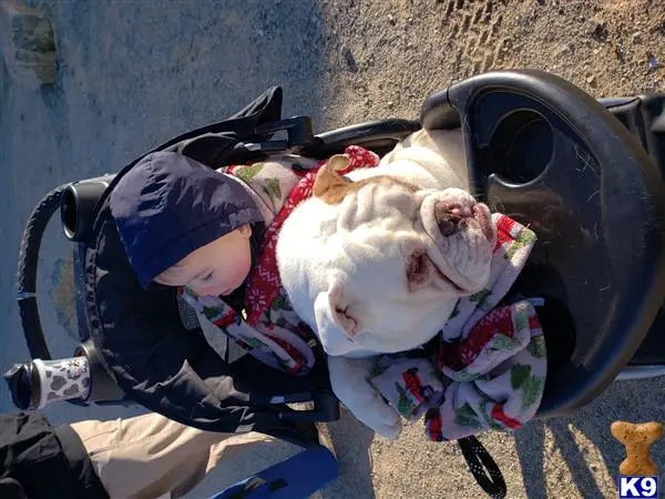 English Bulldog stud dog