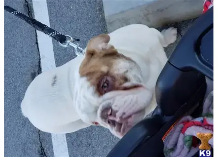 a english bulldog dog lying on a chair