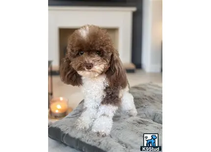 a poodle dog sitting on a bed