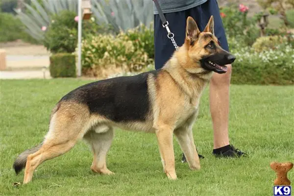 German Shepherd stud dog