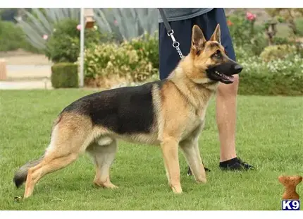 German Shepherd