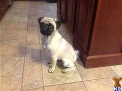 Pug