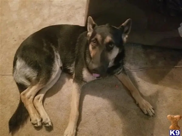 German Shepherd female dog: Black and tan German Shepherd lying on a carpeted floor