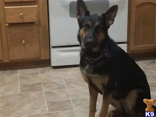 German Shepherd female dog: Black and tan German Shepherd sitting in a kitchen setting