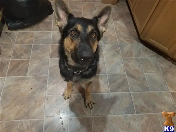 German Shepherd female dog: Black and tan German Shepherd sitting on tiled floor