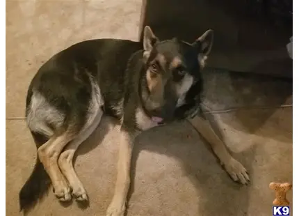 German Shepherd