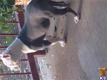 american pit bull puppy posted by christyle