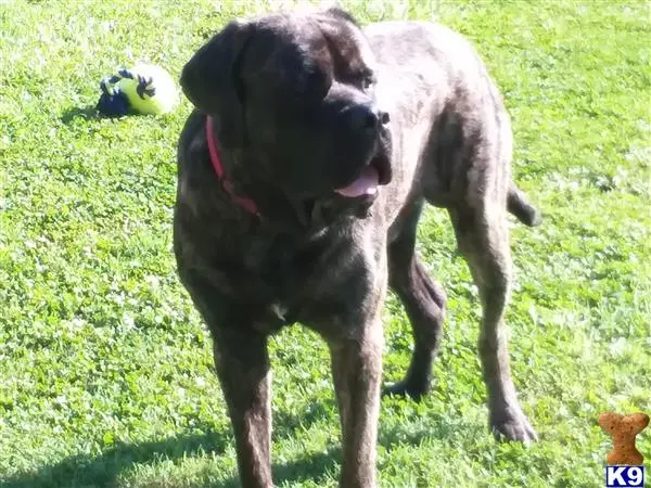 Mastiff stud dog