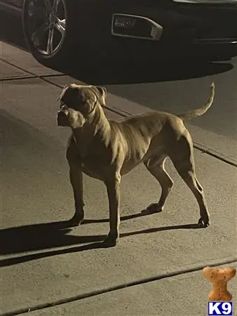 American Pit Bull stud dog: a american pit bull dog standing on a sidewalk