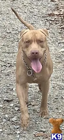 American Pit Bull stud dog: a american pit bull dog with a chain on its neck