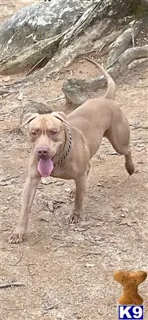 American Pit Bull stud dog: a american pit bull dog standing on dirt