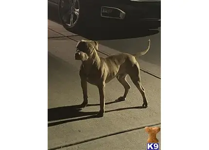 American Pit Bull stud dog: a american pit bull dog standing on a sidewalk