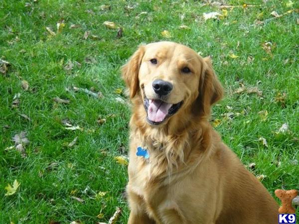 golden retriever stud fee golden retriever stud indiana bond 8 years golden retriever stud fee golden retriever stud indiana bond 8 years