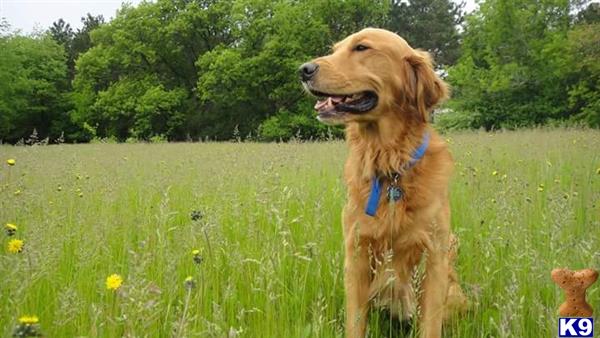 golden retriever stud fee golden retriever stud indiana bond 8 years golden retriever stud fee golden retriever stud indiana bond 8 years