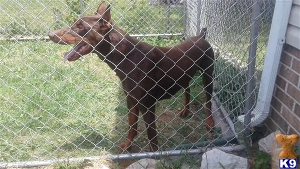 Doberman Pinscher