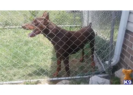 Doberman Pinscher