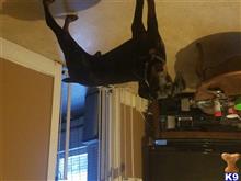 Zues  available Doberman Pinscher puppy located in PROVIDENCE