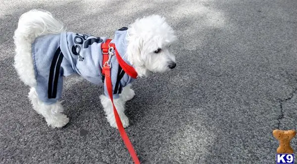 Maltipoo female dog