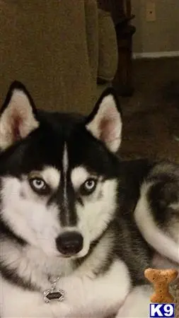 Siberian Husky