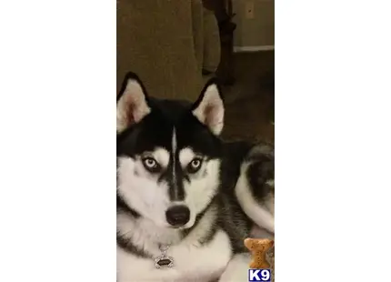 Siberian Husky