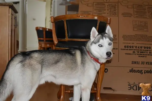 Siberian Husky stud dog