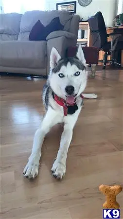 Siberian Husky stud dog