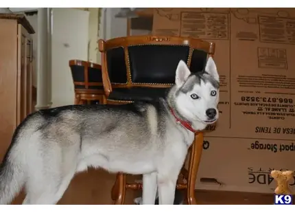 a siberian husky dog sitting on a chair