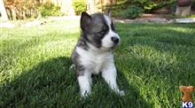 Siberian Husky