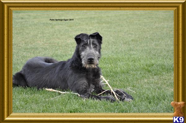 wolfhound puppies for sale price wolfhound puppy for sale wolfhound puppies for sale gentle giants 5 years wolfhound puppies for sale price wolfhound puppy for sale wolfhound puppies for sale gentle giants 5 years