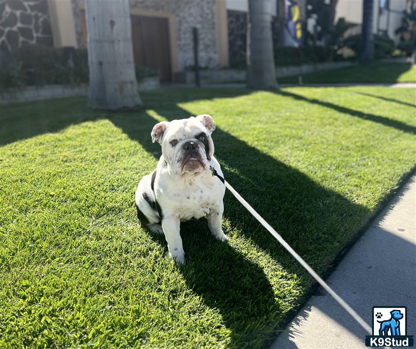 a english bulldog dog sitting on grass