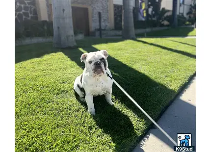 a english bulldog dog sitting on grass