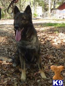 a german shepherd dog standing outside