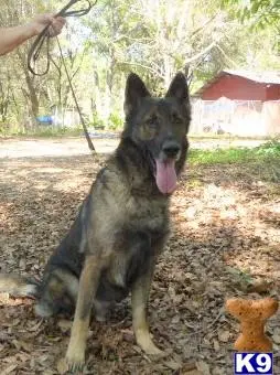 German Shepherd stud dog