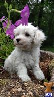 Maltese