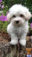 Maltese