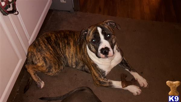 a american bulldog dog lying on the floor