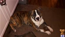 Remington  available American Bulldog puppy located in CHARLEVOIX