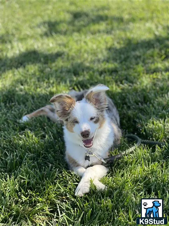 Miniature Australian Shepherd stud dog