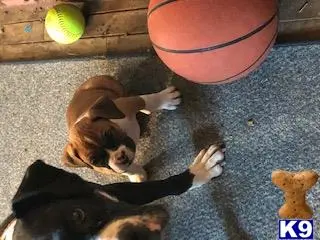 Boxer puppy for sale