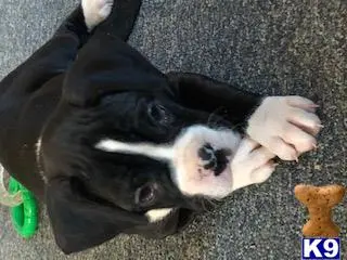 Boxer puppy for sale